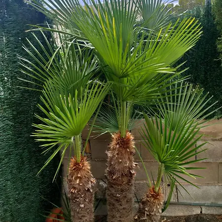 Casa Coco *