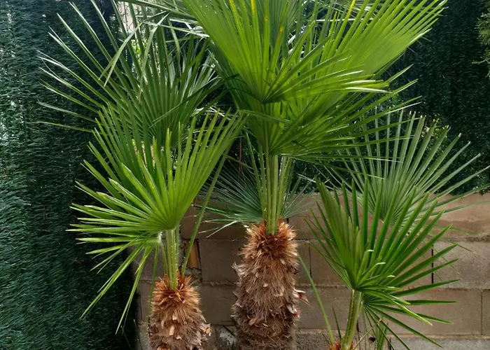 Casa Coco *